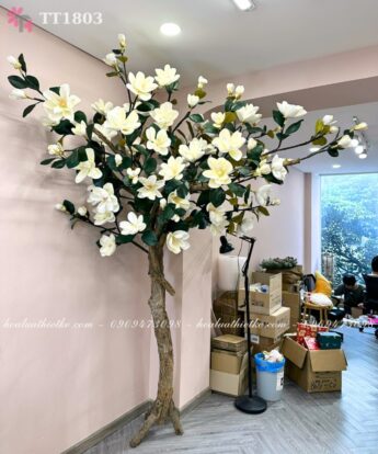 Gốc cây mộc lan trắng TT1803
