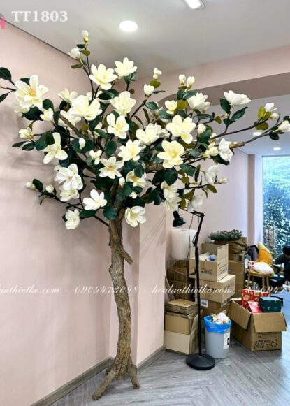 Gốc cây mộc lan trắng TT1803