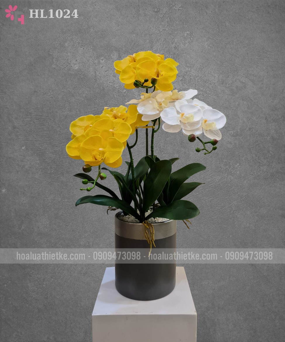 Chậu lan hồ điệp giả tông trắng vàng HL1024